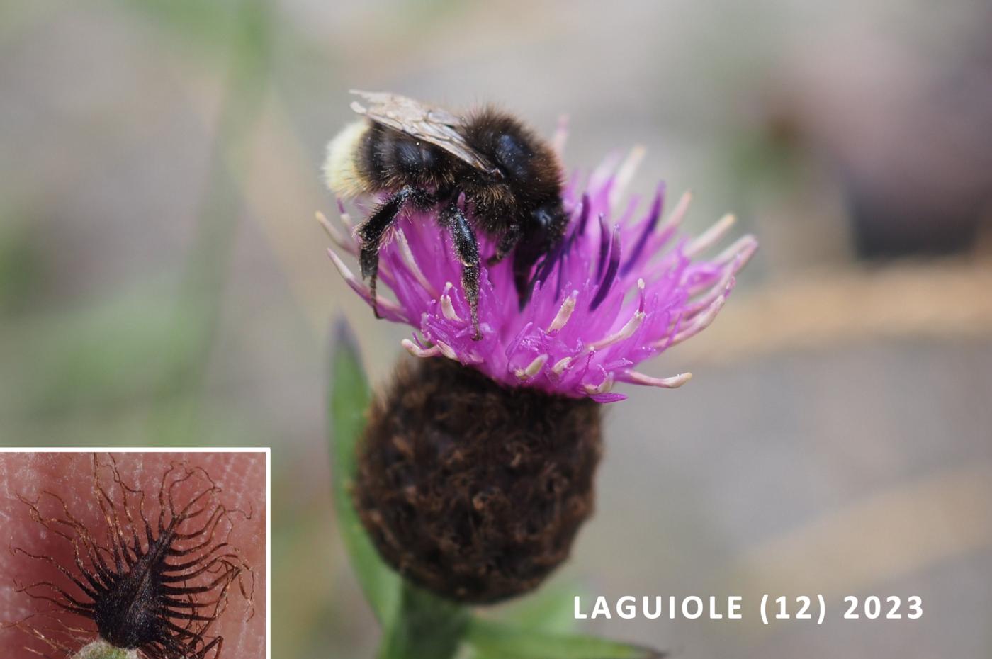 Knapweed, Common flower